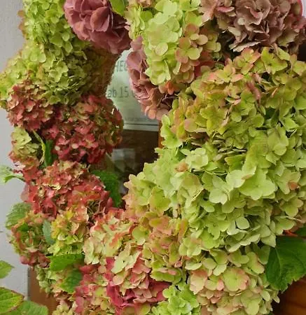 Donauwirt - Garni 4*