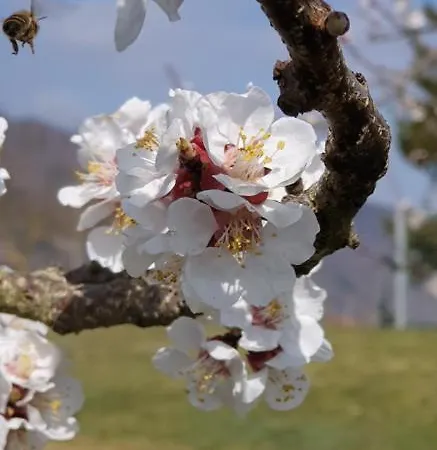 Donauwirt - Garni Hotel 4*