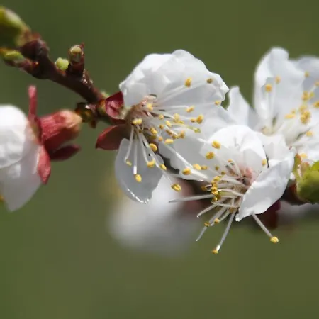 Donauwirt - Garni 4* Weissenkirchen in der Wachau