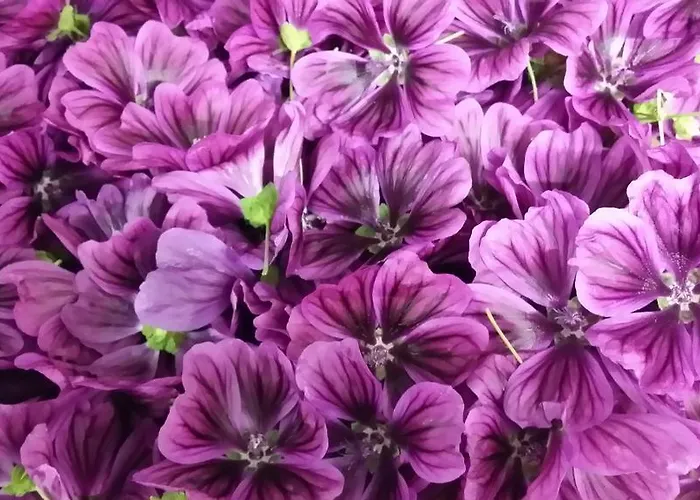 Donauwirt - Garni 4* וויסנקירשן אין דר וואכאו