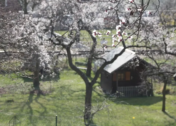 Donauwirt - Garni וויסנקירשן אין דר וואכאו