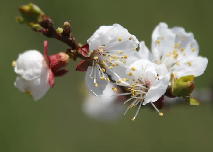 Donauwirt - Garni 4* וויסנקירשן אין דר וואכאו
